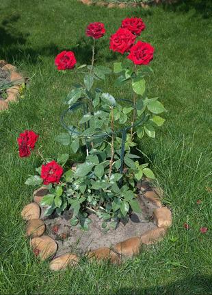 Опора для рослин напівкругла 800*260 мм