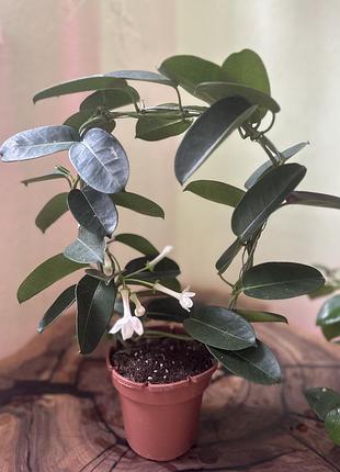 Стефанотіс. stephanotis floribunda (ø 12 см, h 40 см)