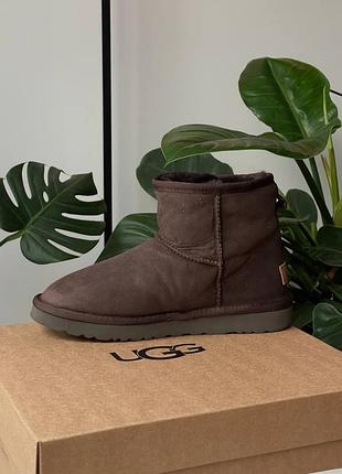 Жіночі угги ugg classic mini brown