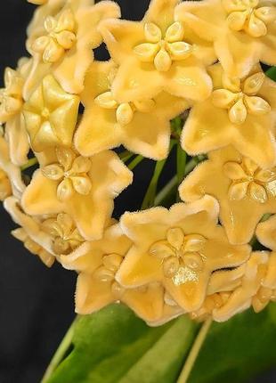 Хойя kenejiana variegata, хойя кенежіана варієгатна, вкорінений черенок