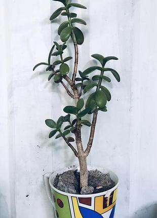 Толстоянка грошове дерево (crassula ovata) фарбула h-27 см рослина вазон