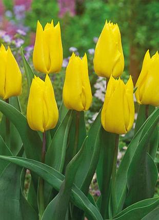 Тюльпан тріумф yokohama 10/11