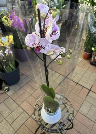 Орхідеї фаленопсис (різні кольори та розміри)6 фото