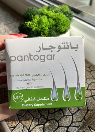 Пантогар єгипетський pantogar