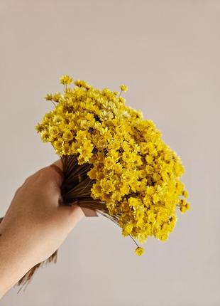 Гликсия желтая