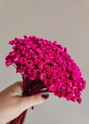 Гліксія кольору фуксія 💕