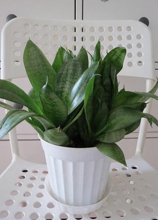 Сансевиерия ханы 3 отростка