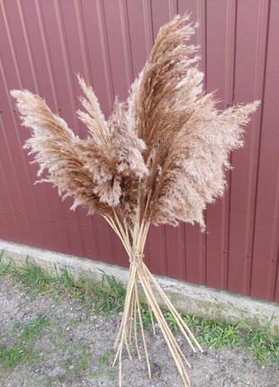 Сушеница декора дикосса пампасная трава тростник кортадерия2 фото