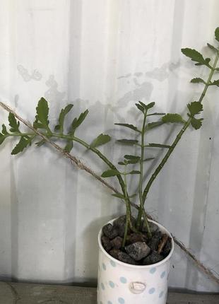 Каланхоэ каландива kalanchoe цветок вазон комнатное растение