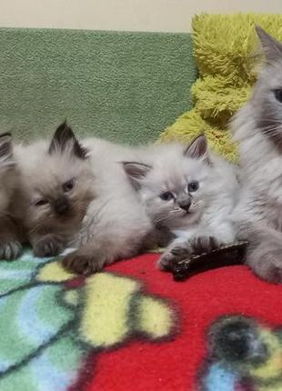 Котята породы невская маскарадная