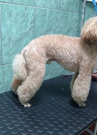 Професійна в'язка той пуделя toy poodle