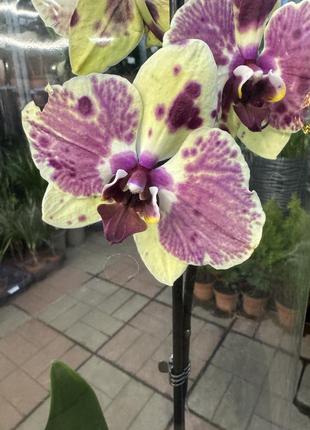 Орхидеи фаленопсис (различные цвета и размеры)