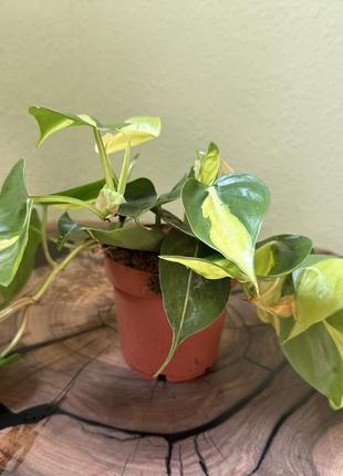 Philodendron scand «brasil». філодендрон. (ø 12 см, h 20 см).