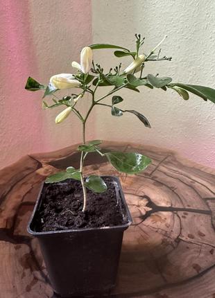 Мурайя метельчаста (murraya paniculata).
