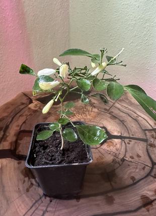 Мурайя метельчаста (murraya paniculata).3 фото