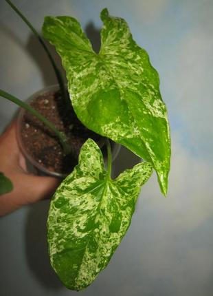 Сингониум вариегатный мотлед ероу мохито 2-е точки роста крутит новые листы1 фото