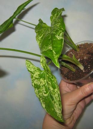 Сингониум вариегатный мотлед ероу мохито 2-е точки роста крутит новые листы2 фото