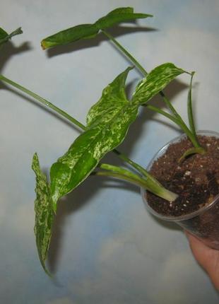 Сингониум вариегатный мотлед ероу мохито 2-е точки роста крутит новые листы4 фото