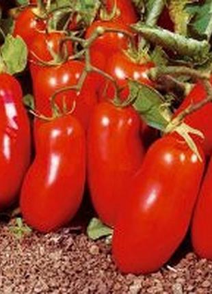 Семена томата "кибиц"