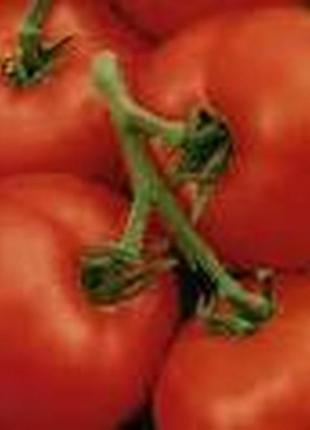 Семена томата "гном"