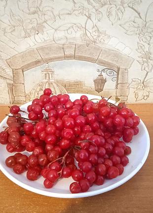 Калина красная