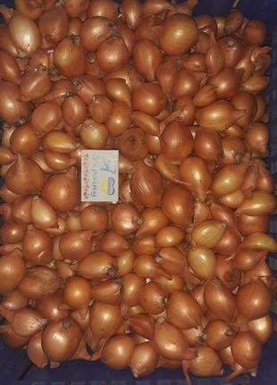 Лук тиканка кустовка