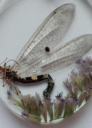 Кулон комаха в смолі, кулон зі справжньою комахою мурашиний лев