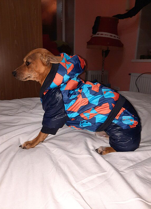 Зимовий комбез на собачку.