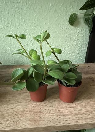 Пепперомия хоуп, peperomia hope.