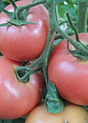 Семена томата "банзай"
