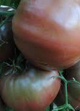 Семена томата "чорномор"