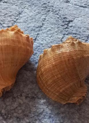Ракушки морские2 фото