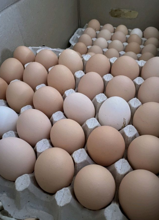 Яйця курячі фермерські столові