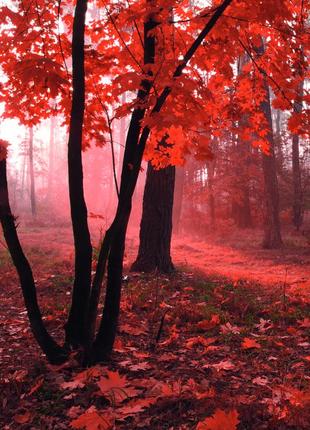 Фотообои флизелиновые 3d природа 225х250 см красный лес (ms-3-0095)+клей