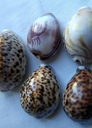 Морские раковины тигровые каури 5 шт.
