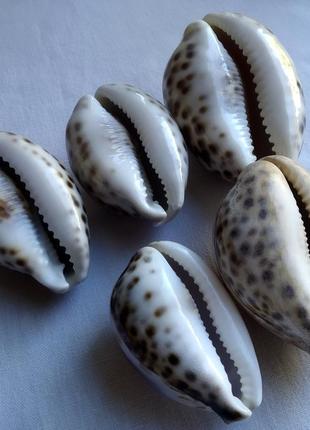 Морские раковины тигровые каури 5 шт.