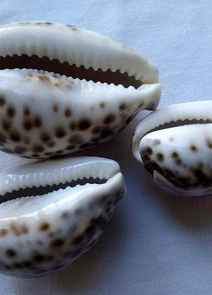 Морские раковины тигровые каури 5 шт.