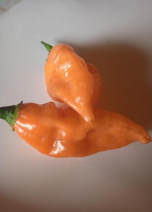 Острый перец 7 pot bubblegum yellow сушеный плод 1 штука
