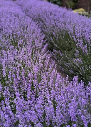 Ароматные саше мешочки с цветами лаванды 21 г