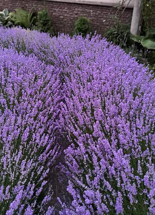 Ароматные саше мешочки с цветами лаванды 21 г