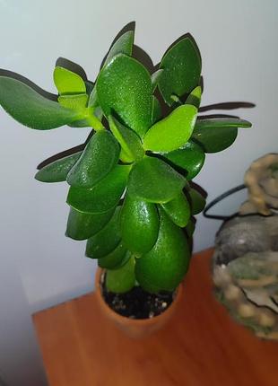 Кімнатні рослини грошове дерево