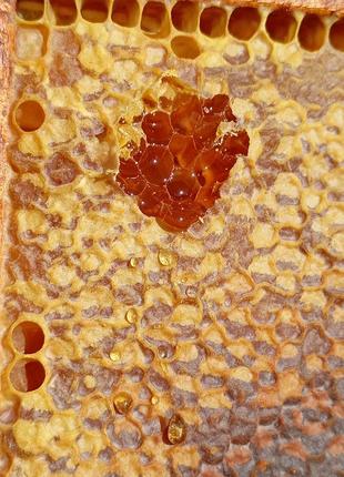 Мед в стільниках з пергою