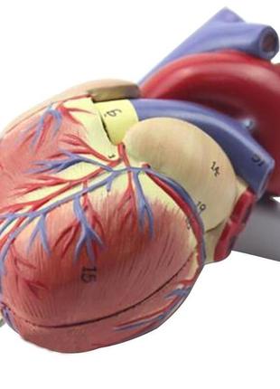 Модель серця людини resteq 1:1. серце анатомічна модель. розбірна модель серця7 фото