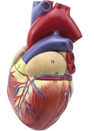 Модель серця людини resteq 1:1. серце анатомічна модель. розбірна модель серця4 фото