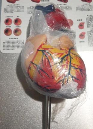Модель серця людини resteq 1:1. серце анатомічна модель. розбірна модель серця6 фото