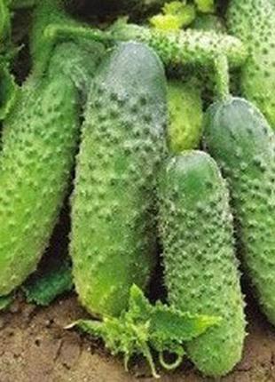 Семена огурцов "кустовой"