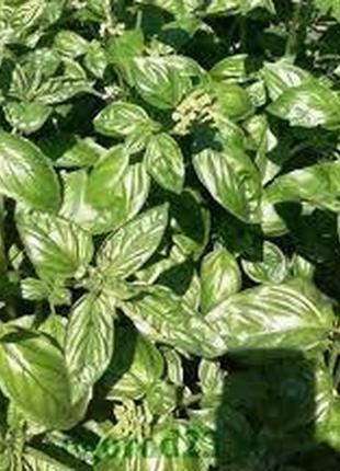 Семена "базилик зеленый"