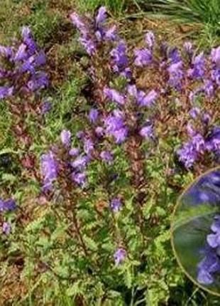 Семена "змееголовник"