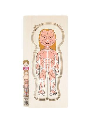 Многослойный деревянный пазл-головоломка анатомия девочка разноцветный playtive4 фото