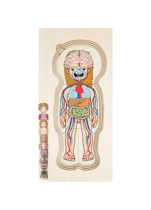 Многослойный деревянный пазл-головоломка анатомия девочка разноцветный playtive5 фото